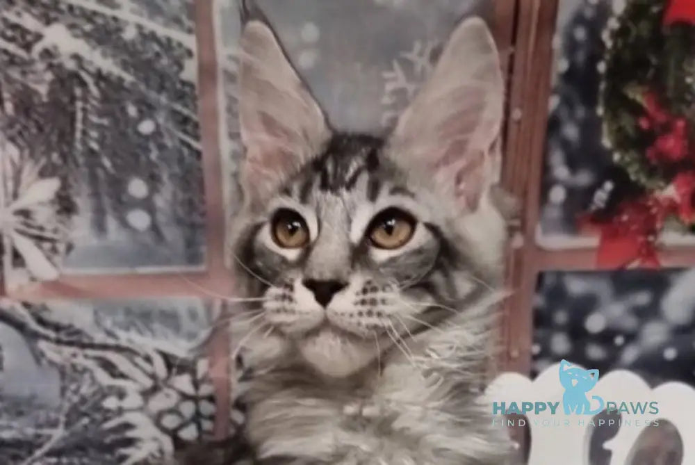 Alven Maine Coon male black silver tabby live animals