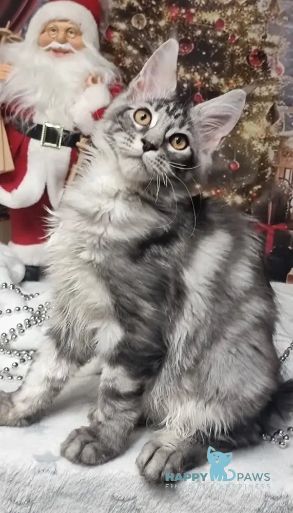 Alven Maine Coon male black silver tabby live animals