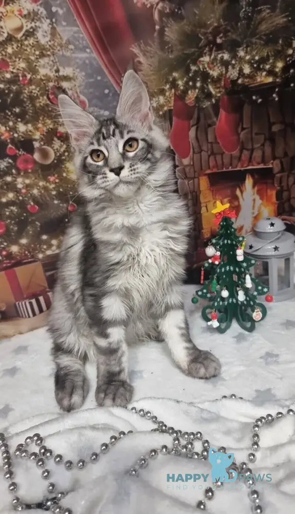 Alven Maine Coon male black silver tabby live animals