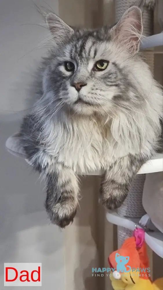 Alven Maine Coon male black silver tabby live animals