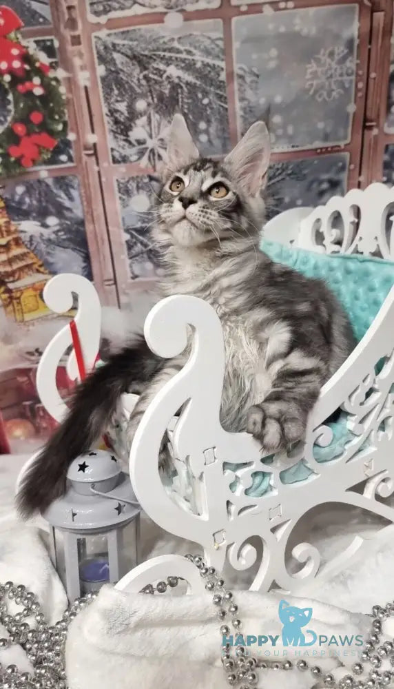 Alven Maine Coon male black silver tabby live animals