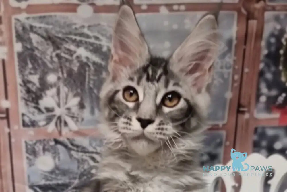 Alven Maine Coon male black silver tabby live animals