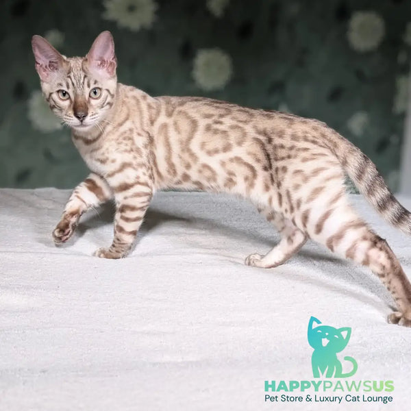 Alvin Bengal male black silver spotted tabby pointed - live animals