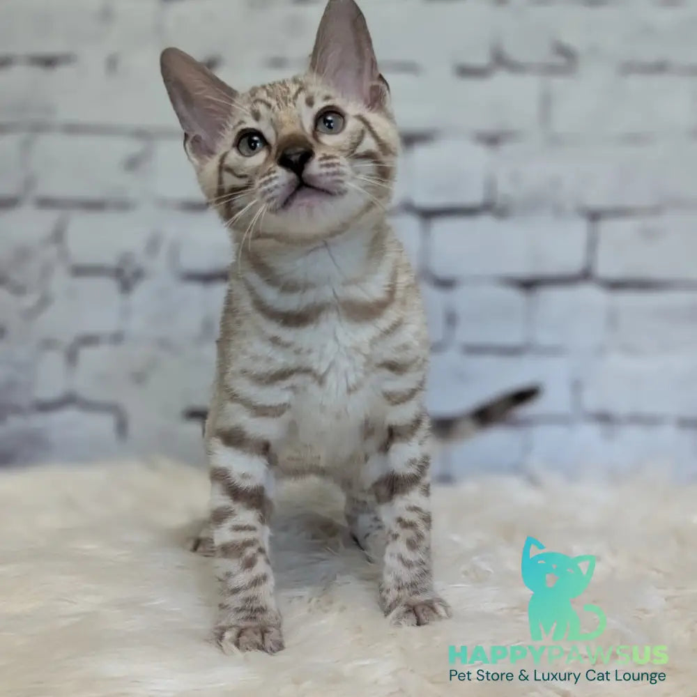 Alvin Bengal male black silver spotted tabby pointed - live animals
