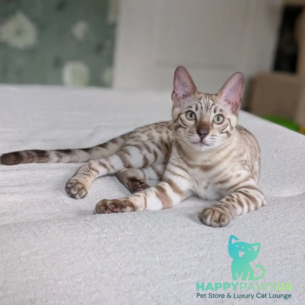 Alvin Bengal male black silver spotted tabby pointed - live animals
