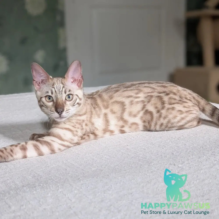 Alvin Bengal male black silver spotted tabby pointed - live animals