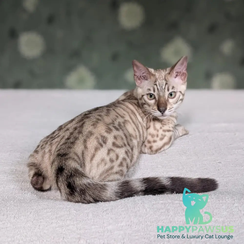 Alvin Bengal male black silver spotted tabby pointed - live animals