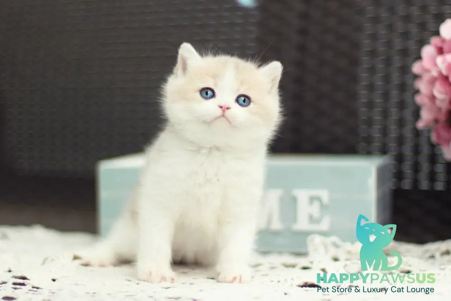 Alvin British Shorthair male blue golden shaded bicolour - live animals