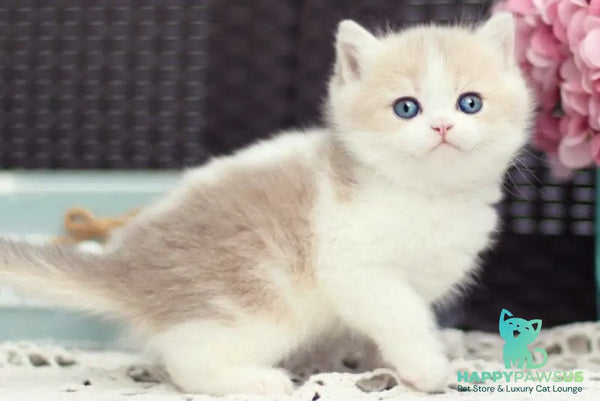 Alvin British Shorthair male blue golden shaded bicolour - live animals