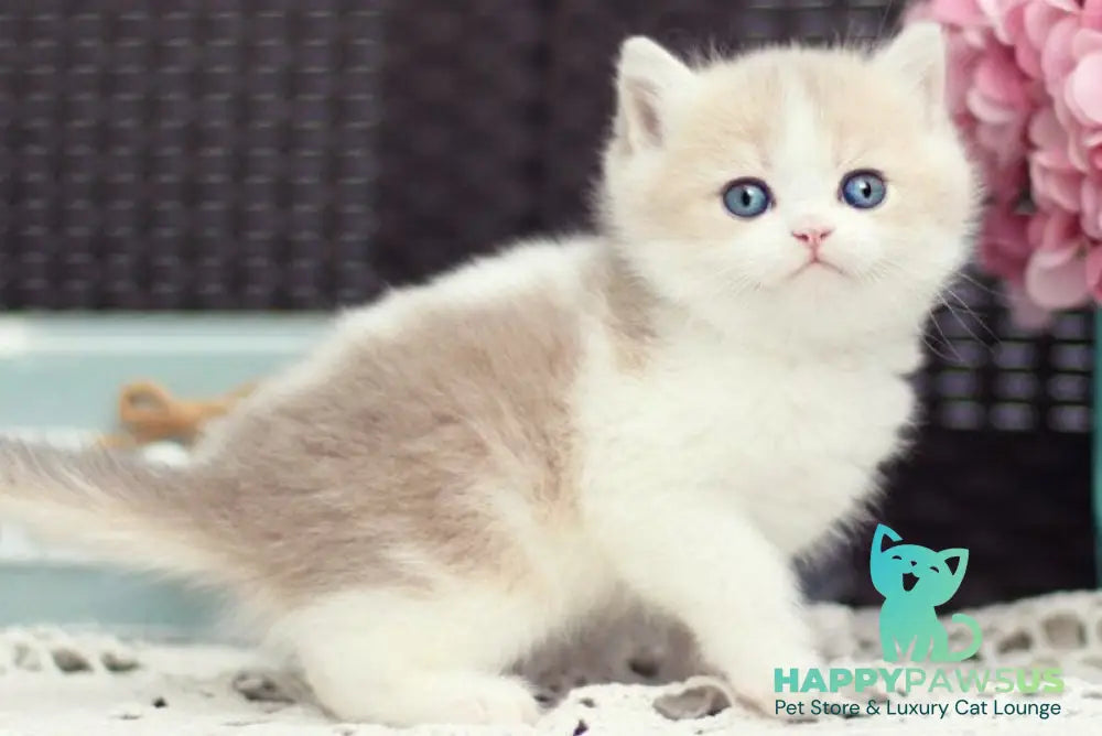 Alvin British Shorthair male blue golden shaded bicolour - live animals