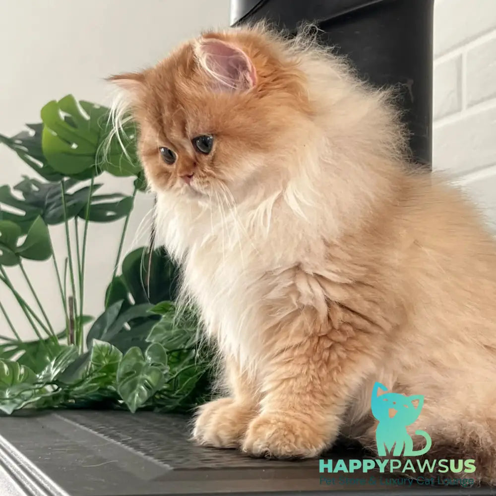 Alvis British Longhair male chocolate golden shaded - live animals