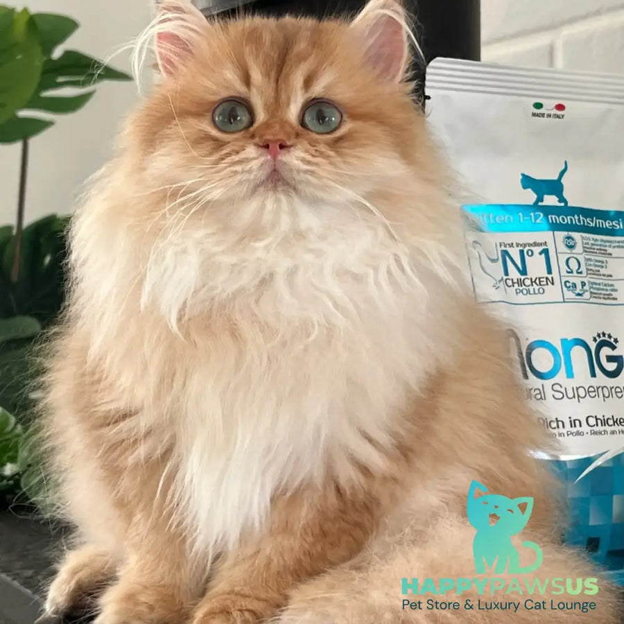 Alvis British Longhair male chocolate golden shaded - live animals