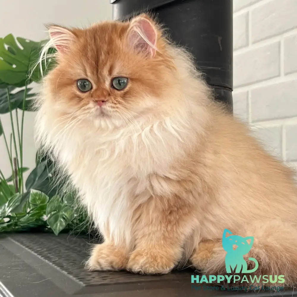 Alvis British Longhair male chocolate golden shaded - live animals