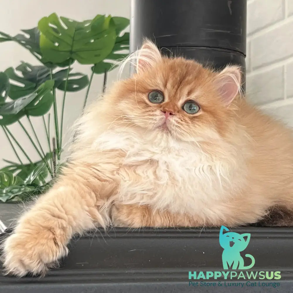 Alvis British Longhair male chocolate golden shaded - live animals