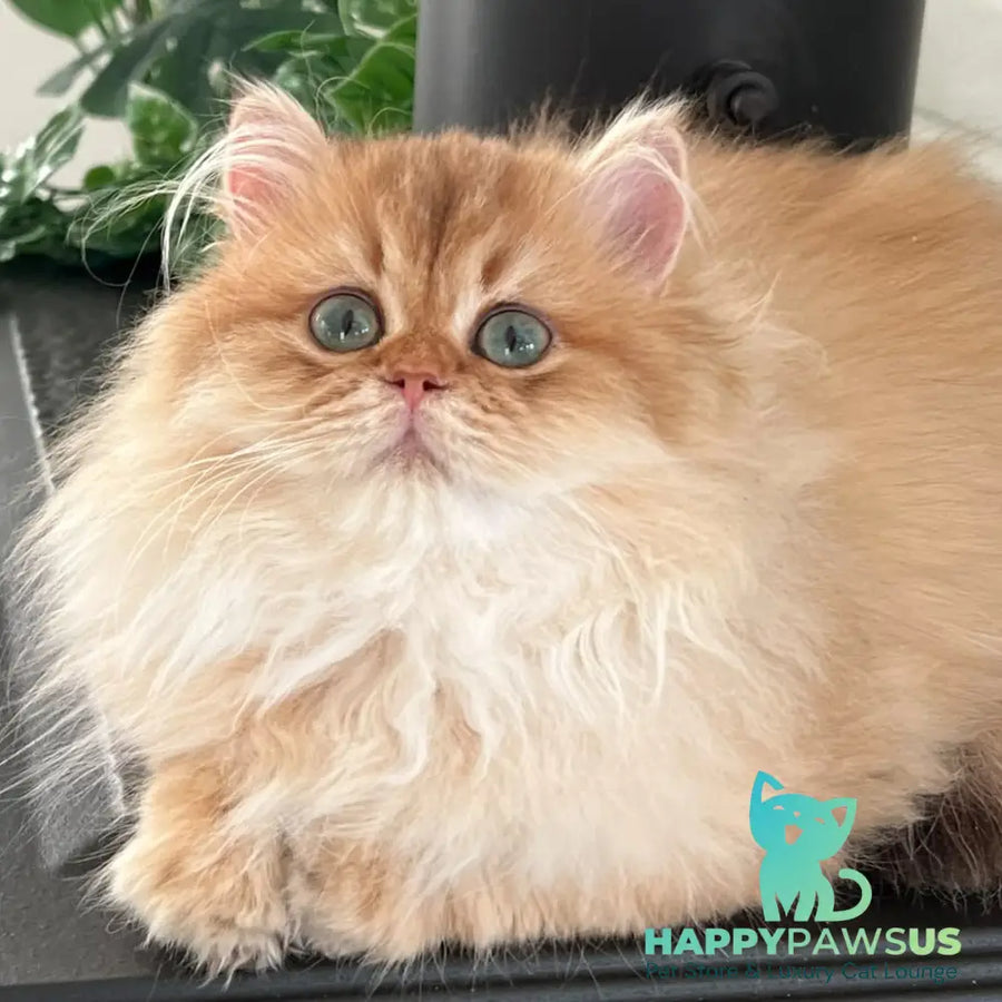 Alvis British Longhair male chocolate golden shaded - live animals
