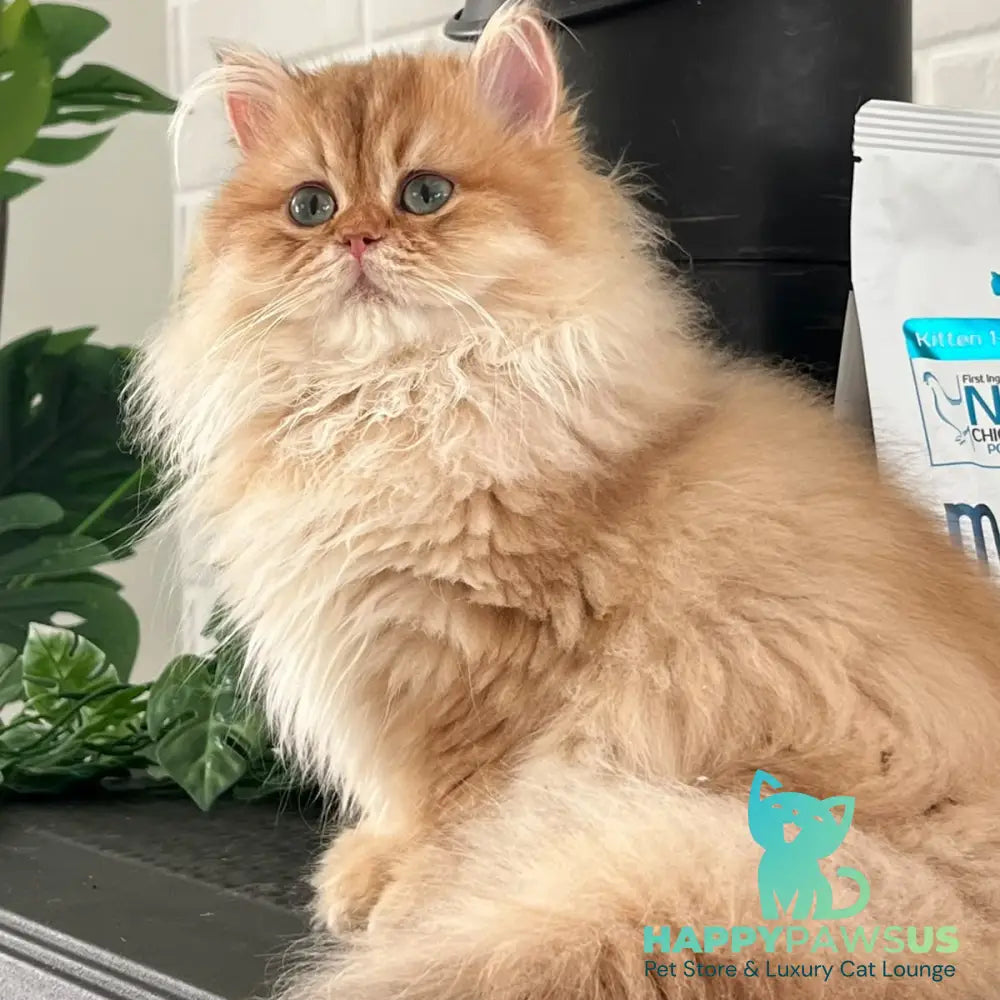 Alvis British Longhair male chocolate golden shaded - live animals