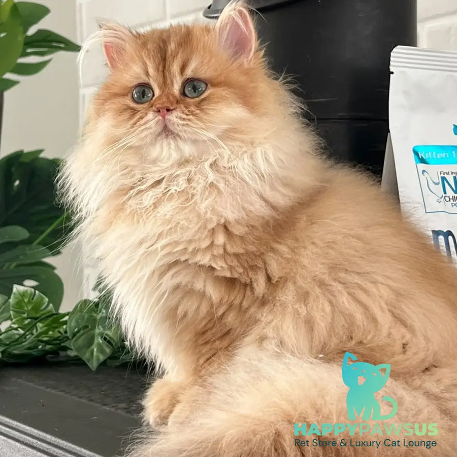 Alvis British Longhair male chocolate golden shaded - live animals
