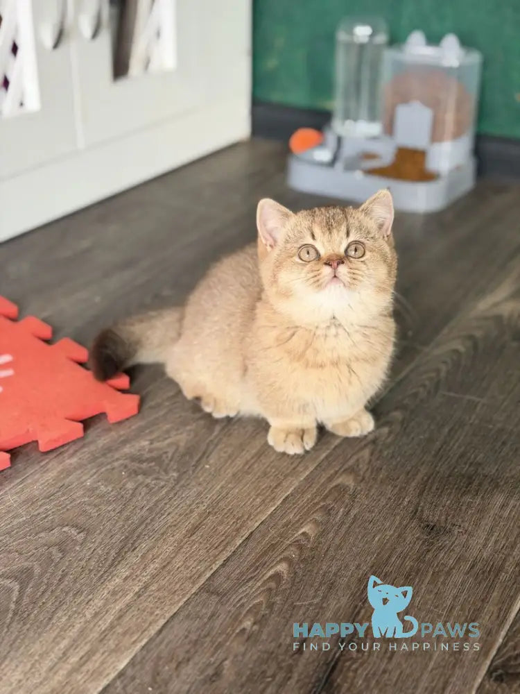 Alya Munchkin female chocolate golden shaded live animals