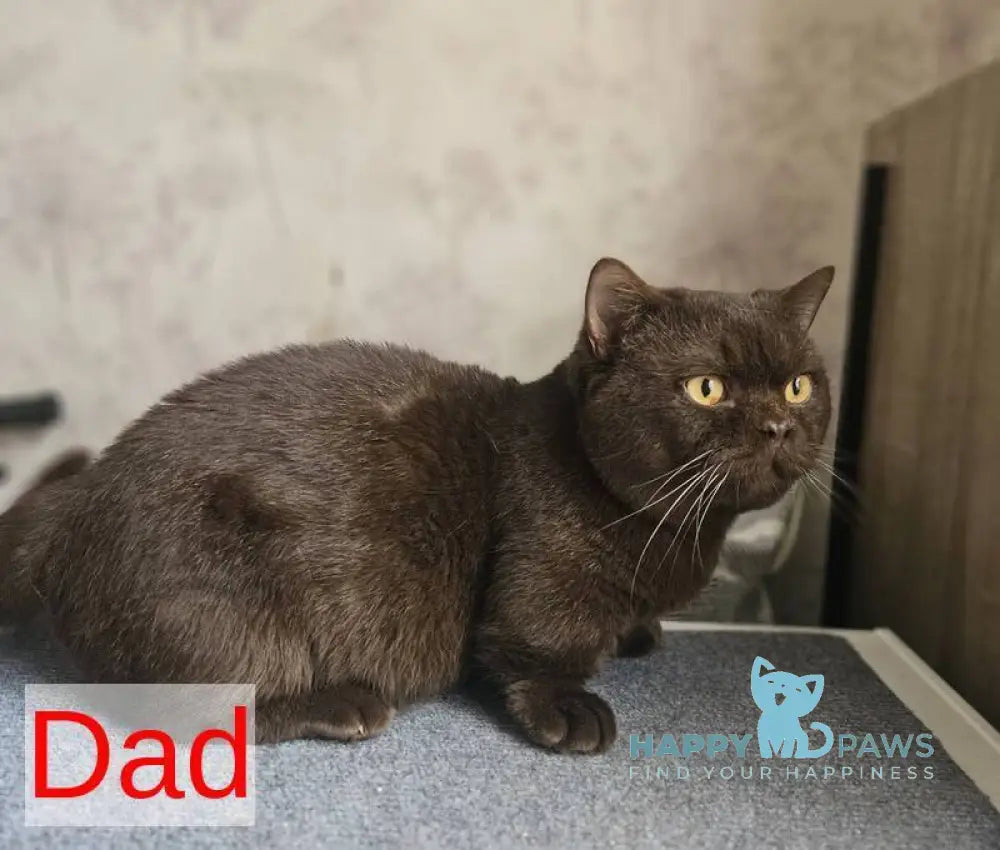 Alya Munchkin female chocolate golden shaded live animals