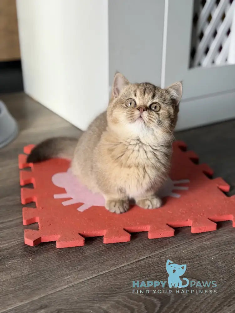 Alya Munchkin female chocolate golden shaded live animals