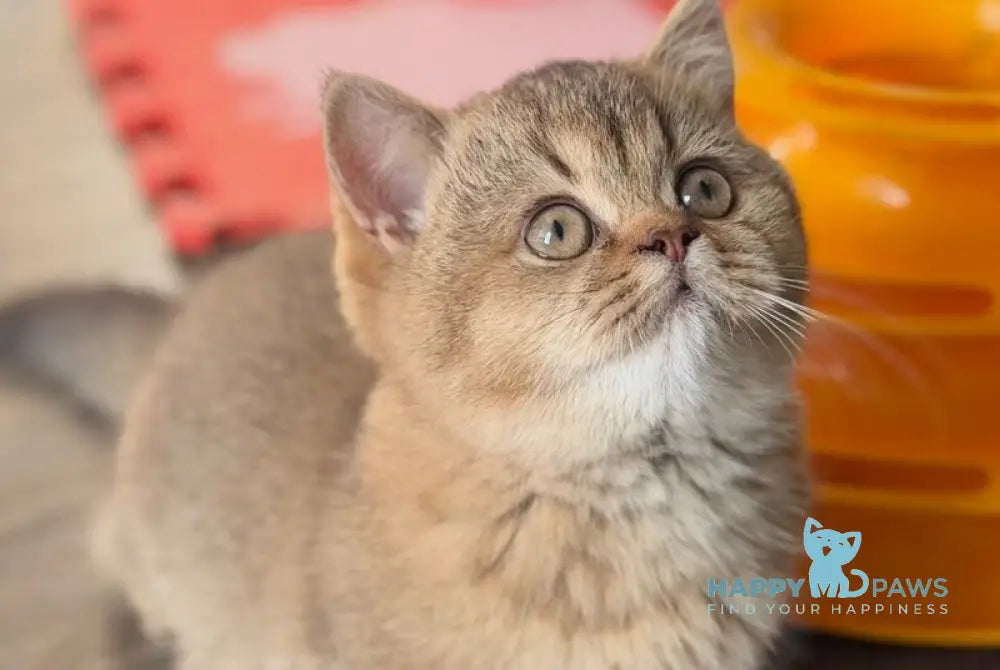 Alya Munchkin female chocolate golden shaded live animals