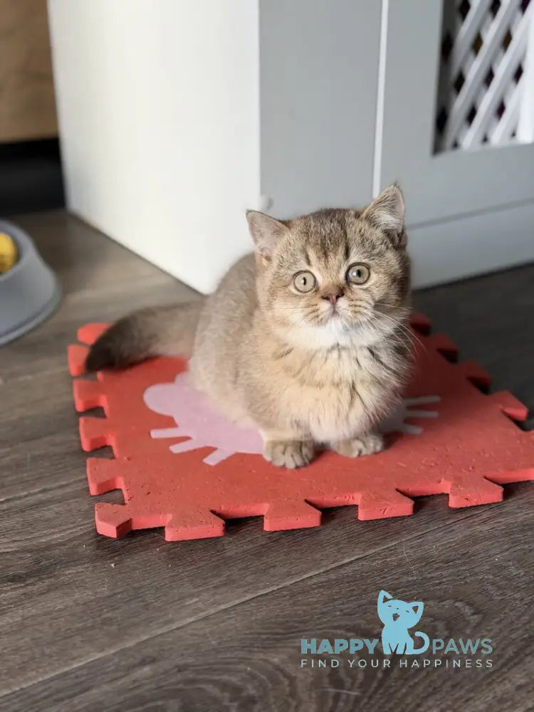 Alya Munchkin female chocolate golden shaded live animals