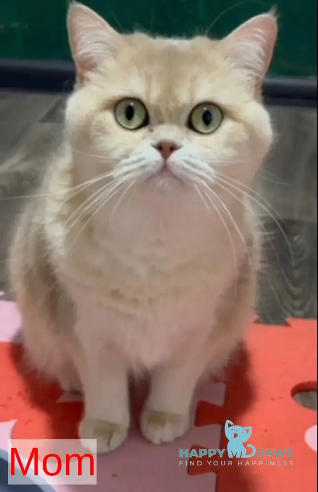 Alya Munchkin female chocolate golden shaded live animals