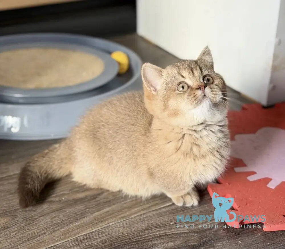 Alya Munchkin female chocolate golden shaded live animals