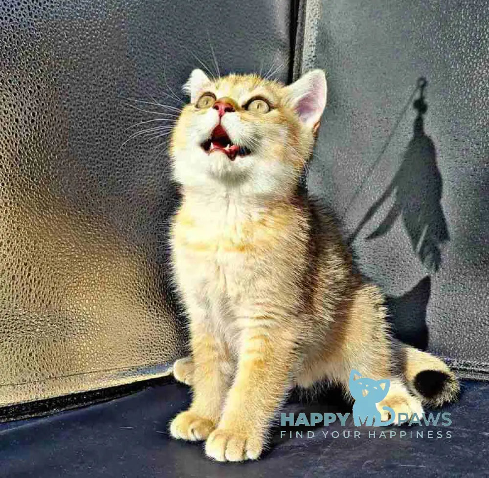 Amaadey British Shorthair male black golden shaded live animals
