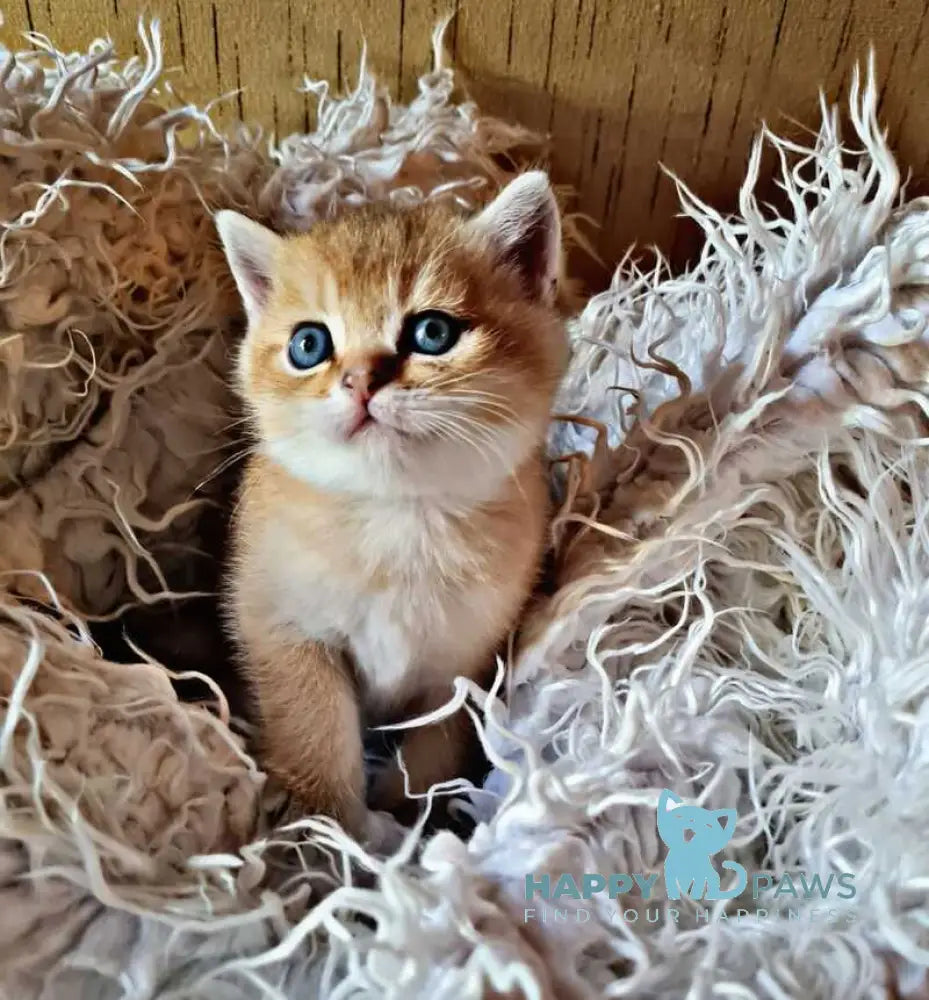 Amaadey British Shorthair male black golden shaded live animals