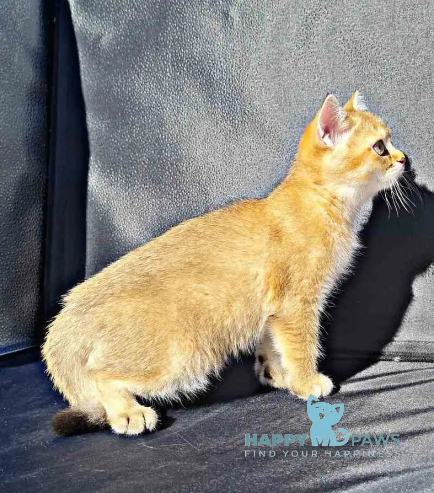 Amaadey British Shorthair male black golden shaded live animals