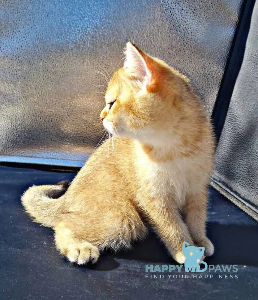 Amaadey British Shorthair male black golden shaded live animals