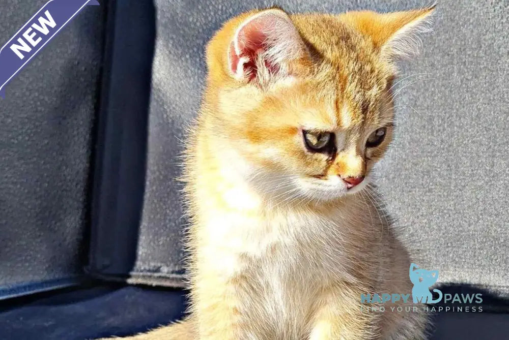 Amaadey British Shorthair male black golden shaded live animals