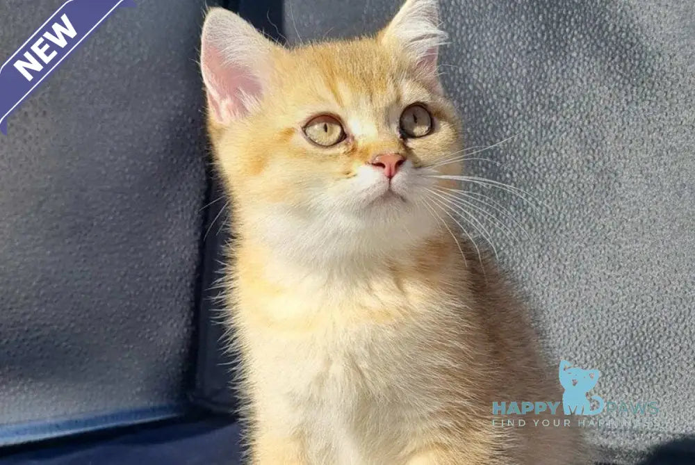 Amaadey British Shorthair male black golden shaded live animals