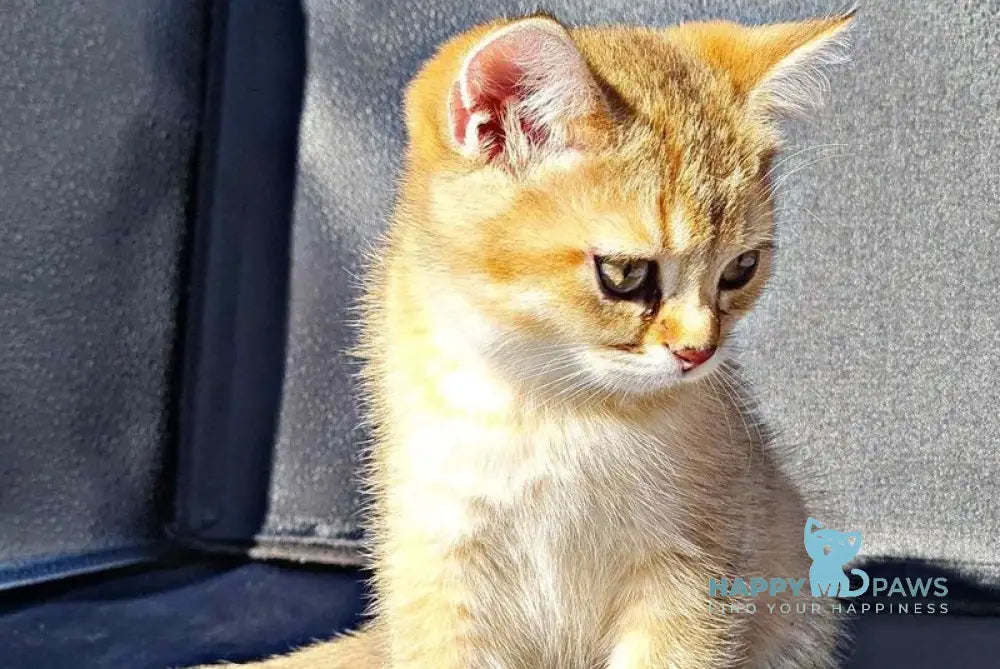 Amaadey British Shorthair male black golden shaded live animals