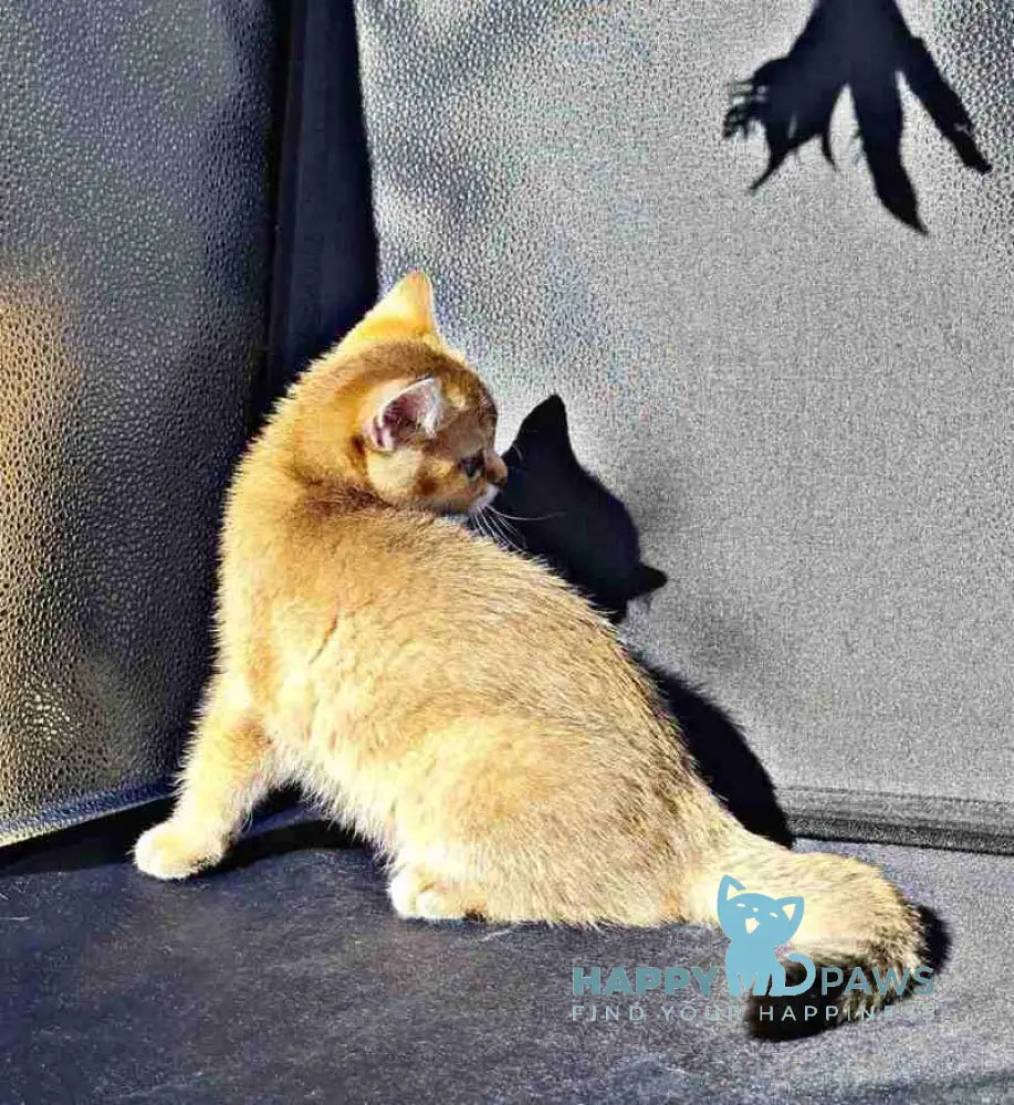Amaadey British Shorthair male black golden shaded live animals