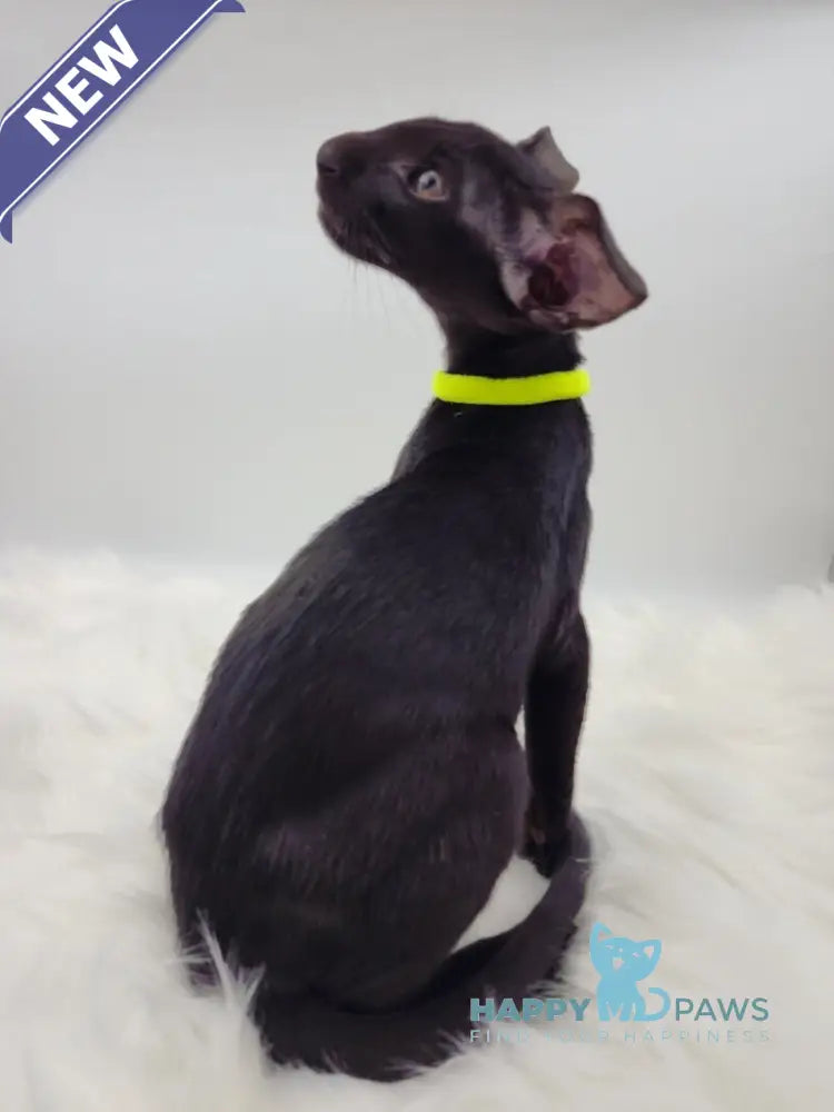 Amadeus Oriental Shorthair male black live animals