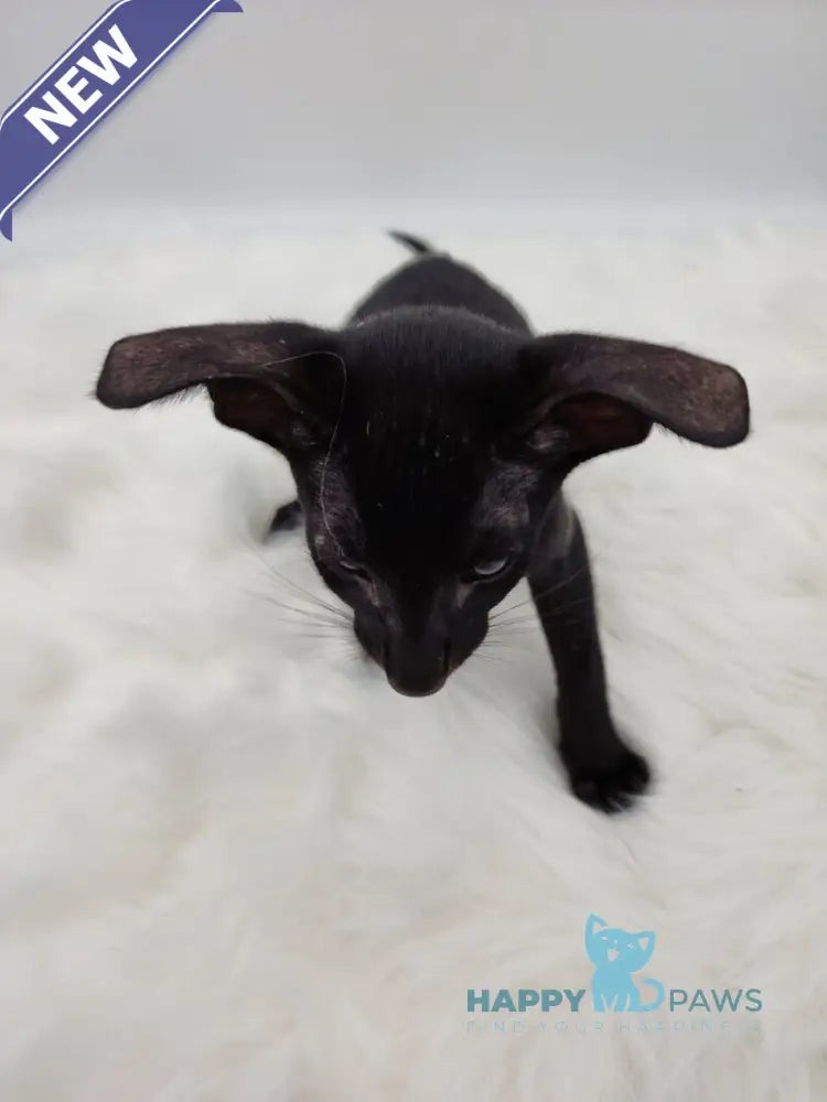 Amadeus Oriental Shorthair male black live animals
