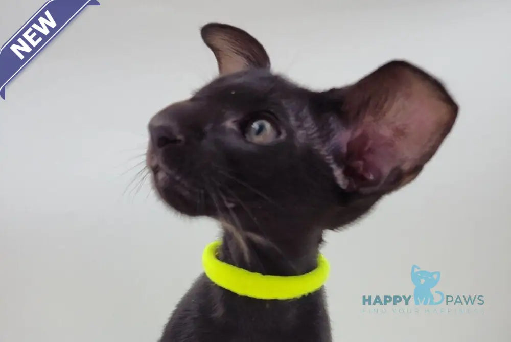 Amadeus Oriental Shorthair male black live animals