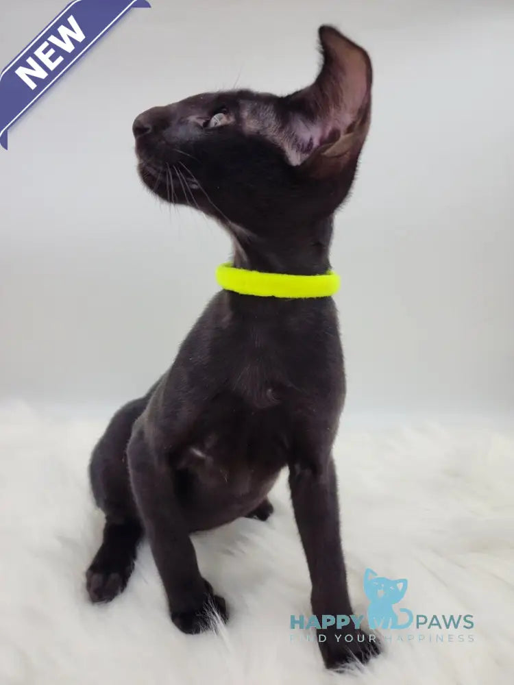 Amadeus Oriental Shorthair male black live animals