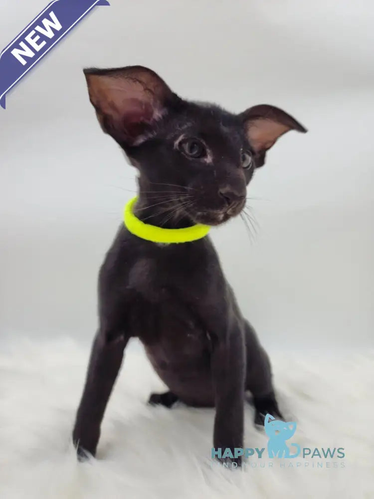 Amadeus Oriental Shorthair male black live animals
