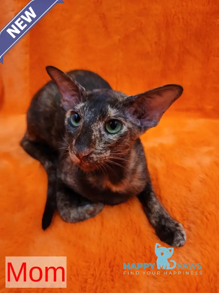 Amadeus Oriental Shorthair male black live animals