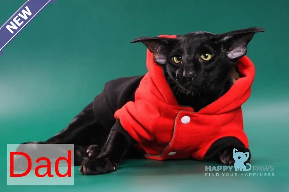 Amadeus Oriental Shorthair male black live animals