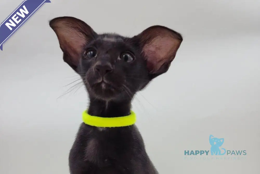 Amadeus Oriental Shorthair male black live animals