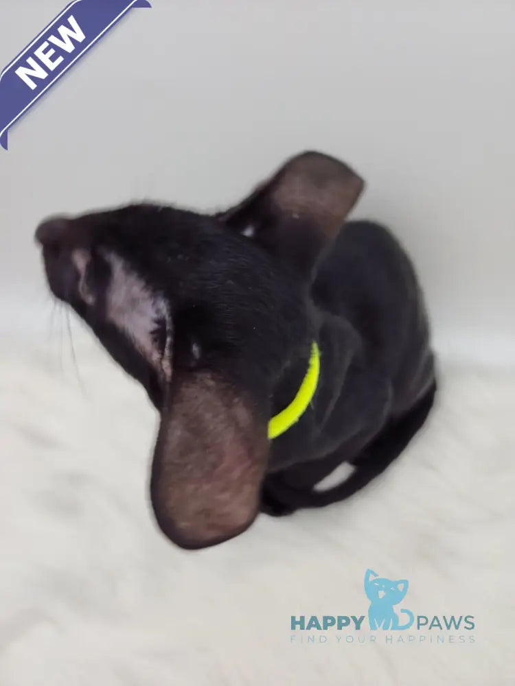 Amadeus Oriental Shorthair male black live animals