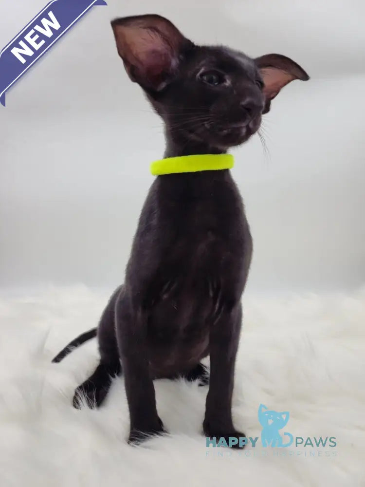 Amadeus Oriental Shorthair male black live animals