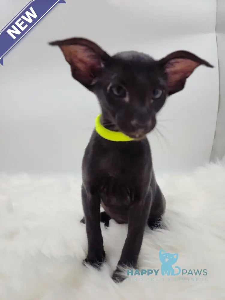 Amadeus Oriental Shorthair male black live animals