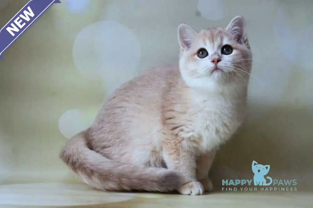 Аmadey British Shorthair male lilac golden chinchilla live animals