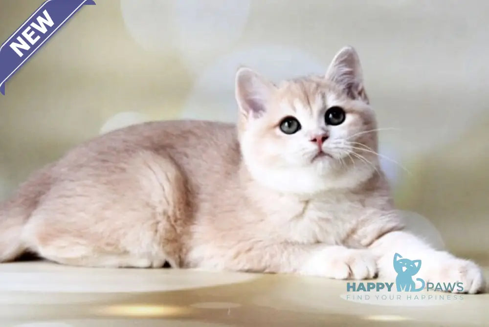 Аmadey British Shorthair male lilac golden chinchilla live animals