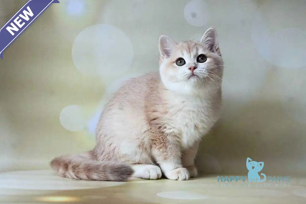 Аmadey British Shorthair male lilac golden chinchilla live animals